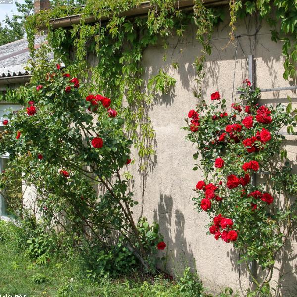 Les gestes du fleuriste